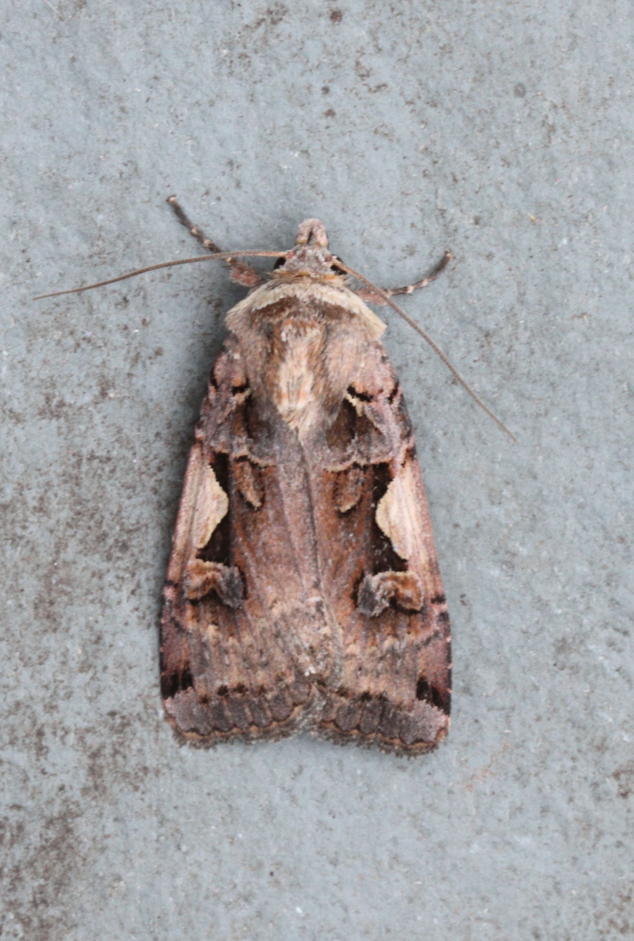 Photo of Setaceous Hebrew Character (Xestia c-nigrum)